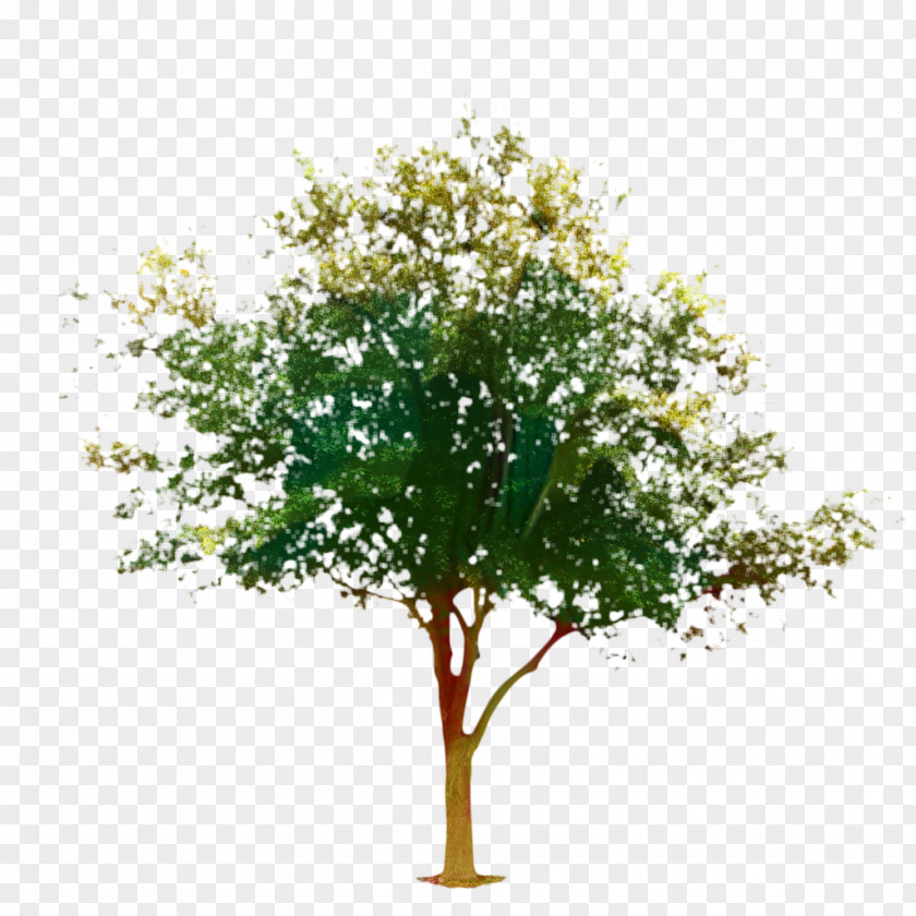 Tree Landscape Architecture Stock.xchng Design PNG