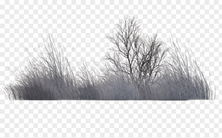 Winter Wallpaper Tree Vegetation Black And White Rendering PNG