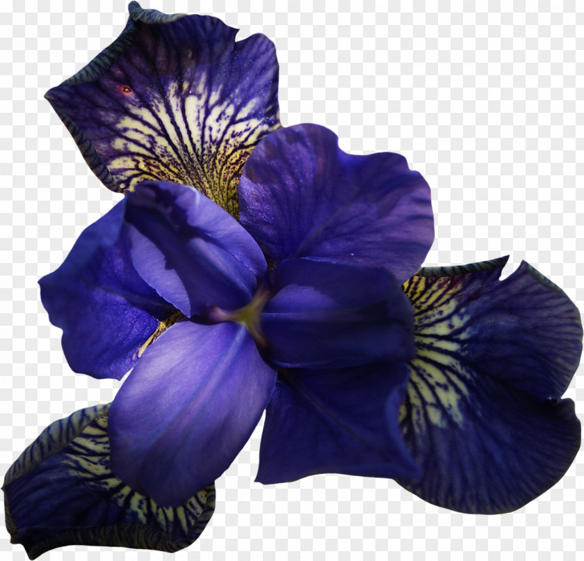 Blumen Flower Violet Pansy Clip Art PNG