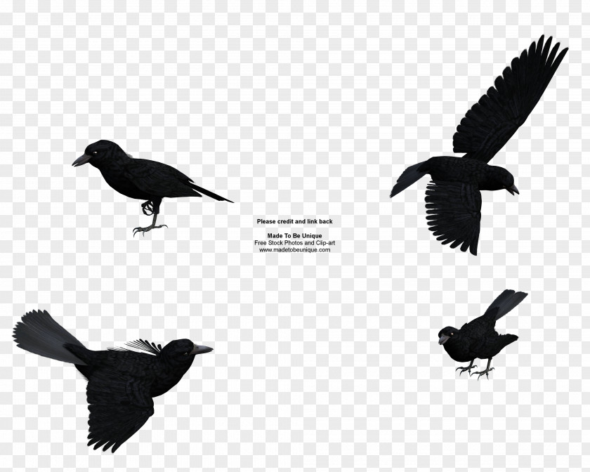 Common Cliparts Rook Raven Baltimore Ravens Free Content Clip Art PNG