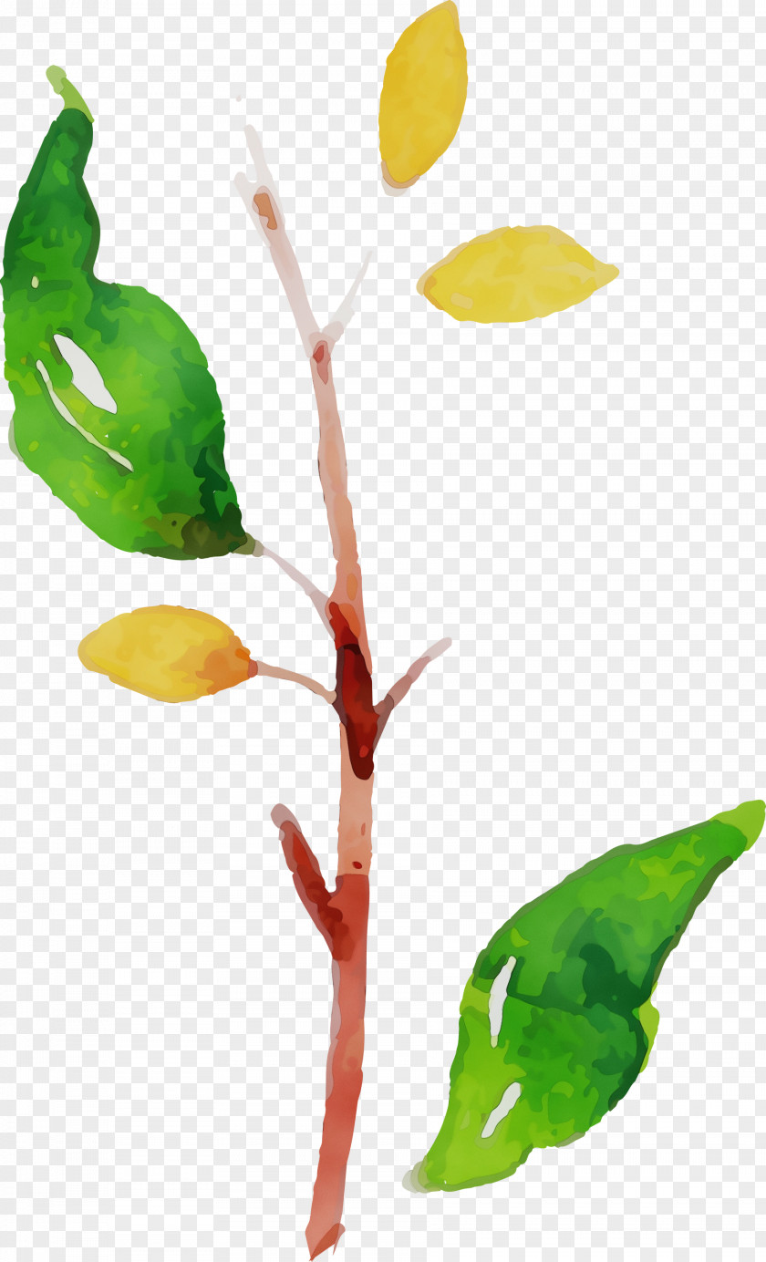 Leaf Plant Stem Petal Flower Branch PNG