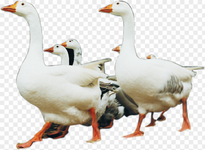 Poultry Big White Goose Domestic Duck Pato Branco PNG