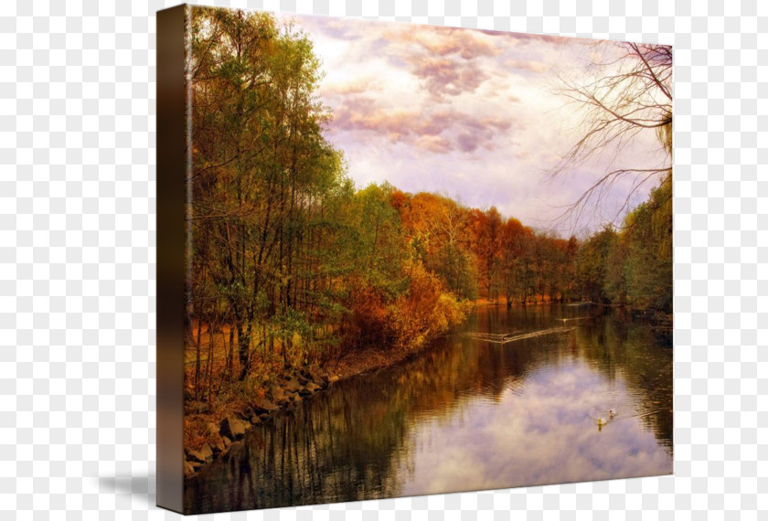 Swan Lake Painting Gallery Wrap River Picture Frames Bayou PNG
