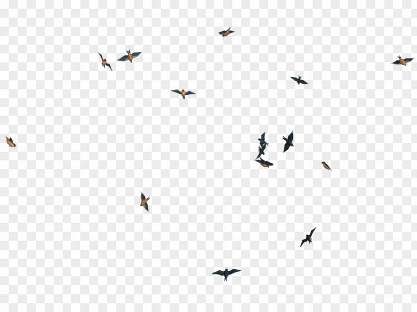 Birds Picture Bird Flight PNG