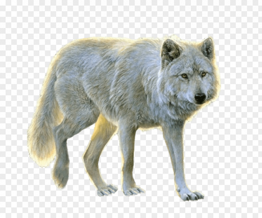 Dog Arctic Wolf Transparency Clip Art PNG