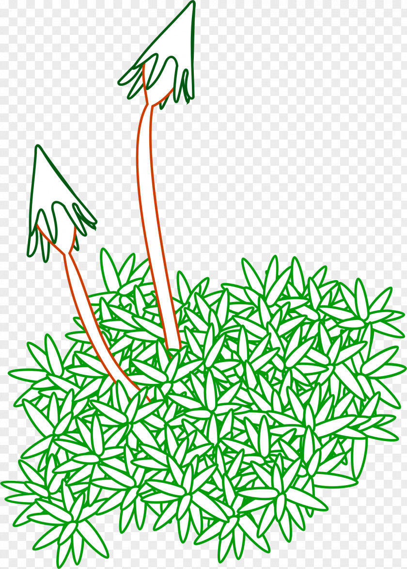 Iceland Moss Drawing Clip Art PNG
