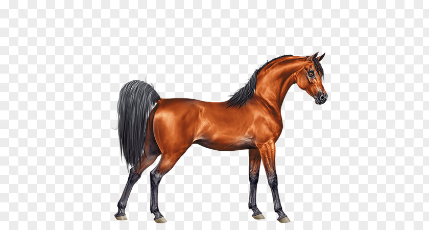 Mustang Arabian Horse Mane Stallion Foal Mare PNG