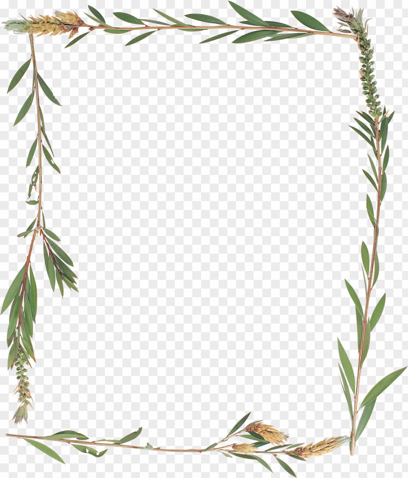 Picture Frames Herbaceous Plant Photography PNG