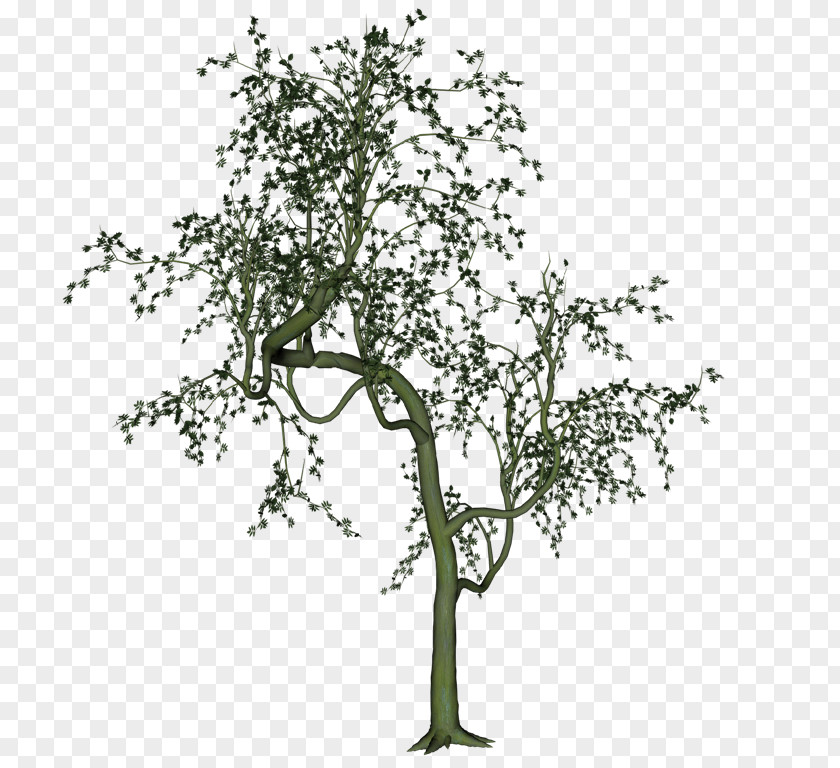 Twig Album Photobucket Urban S PNG