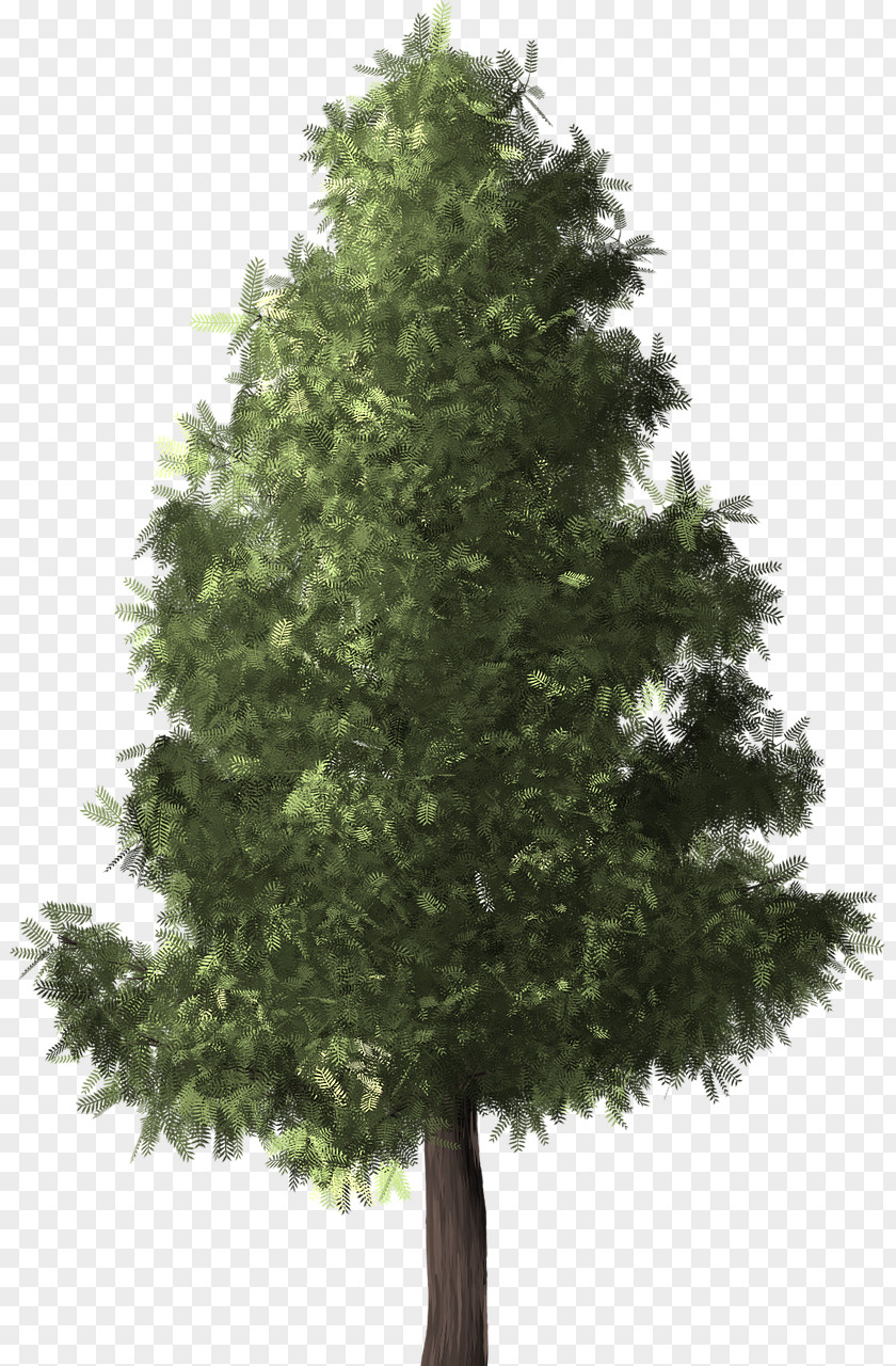 Pine Silver Birch Tree Conifers Twig PNG