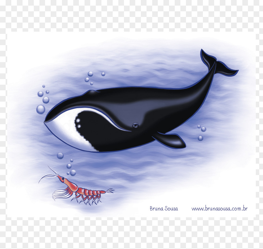 BALEIA Killer Whale Southern Right Baleen North Atlantic PNG
