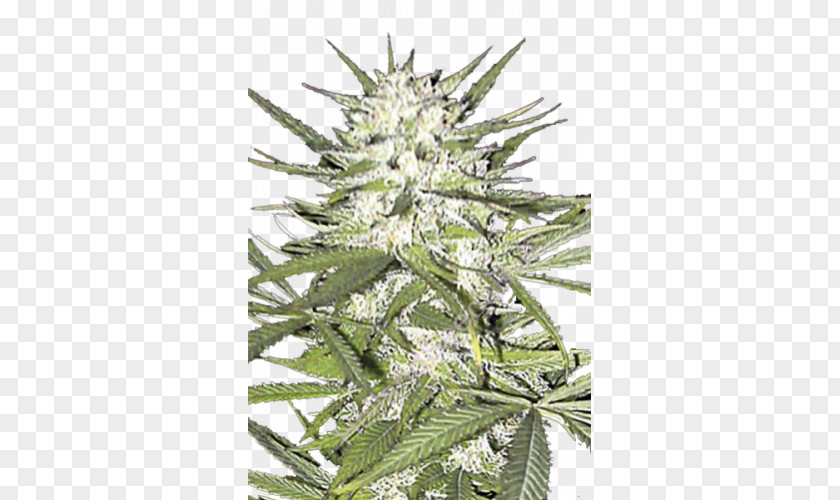 Cannabis Sativa Skunk Seed Marijuana PNG