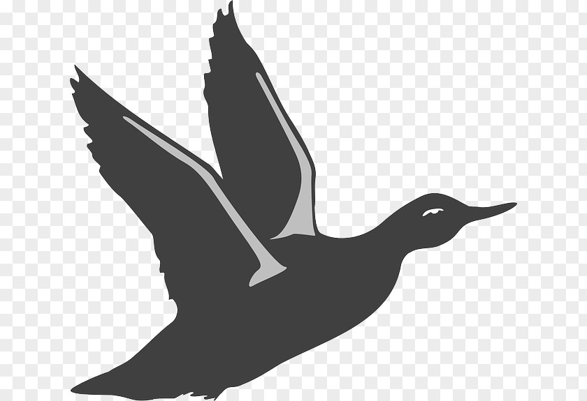 Duck Vector Mallard Bird American Pekin Clip Art PNG