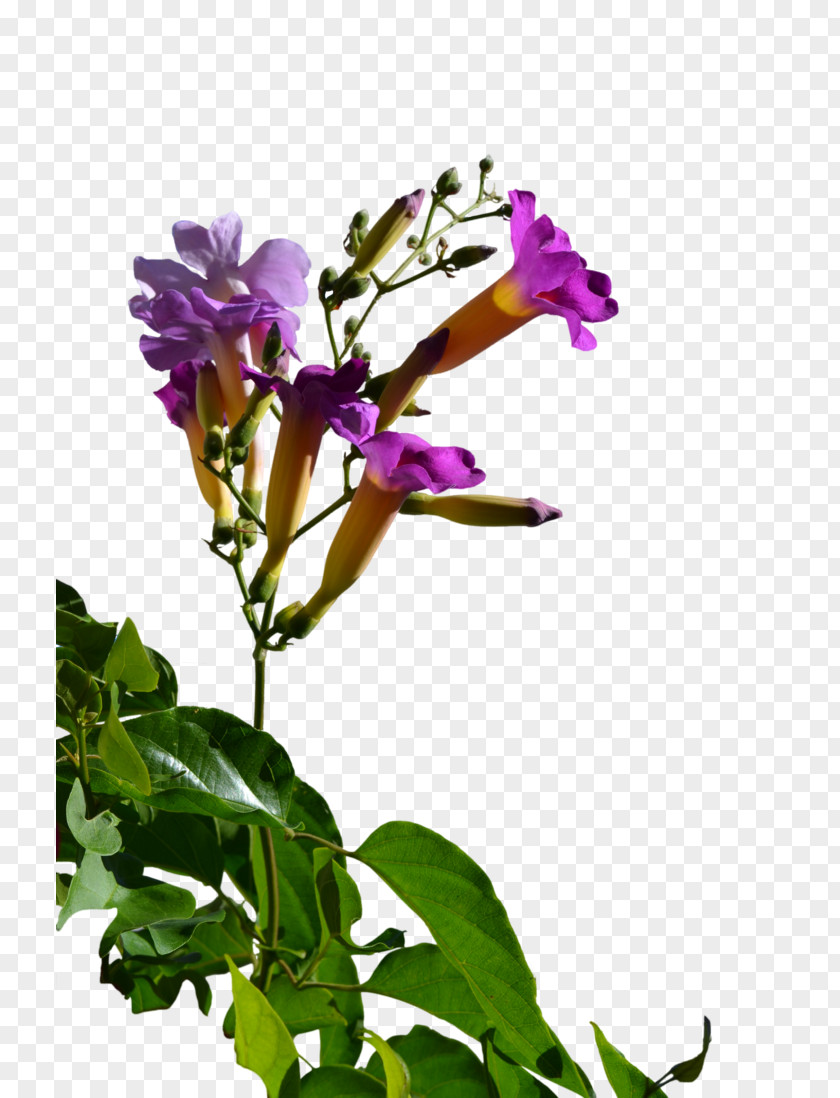 Herbaceous Streamer Plant Stem Cut Flowers Plants Annual PNG
