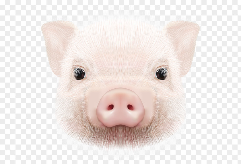 Pig Domestic Image Clip Art PNG
