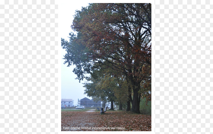 Autumn Herbst Ist Da Deciduous Goethe-Institut Leaf PNG