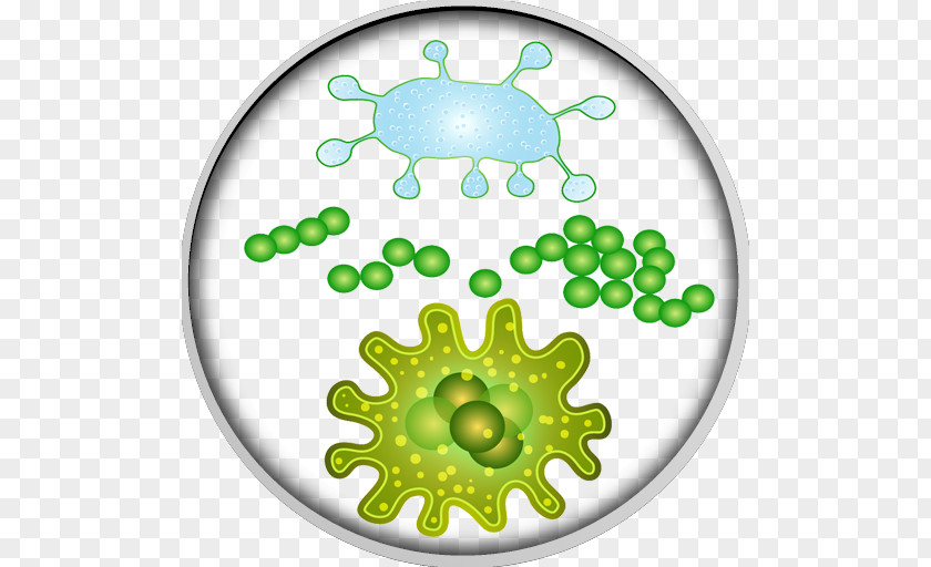 Bacteria Microorganism Microbiota Virus PNG