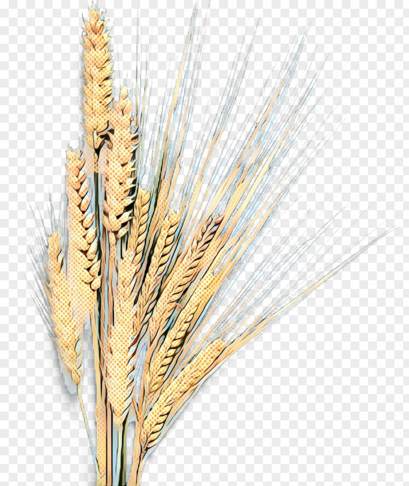 Barley Emmer Grain Einkorn Wheat Cereal PNG