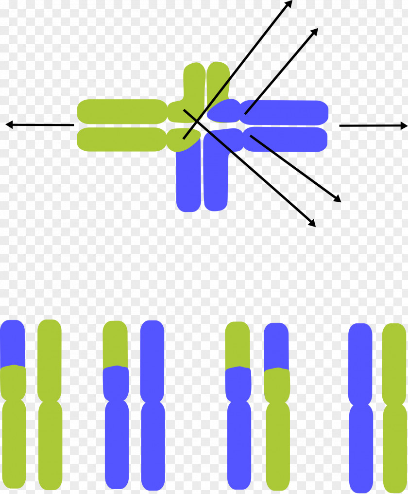 Chromosomal Translocation Germline Chromosome Abnormality Clip Art PNG