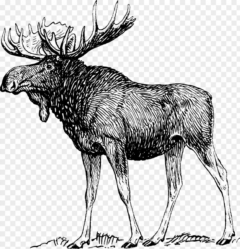 Deer Drawing Art Sketch PNG