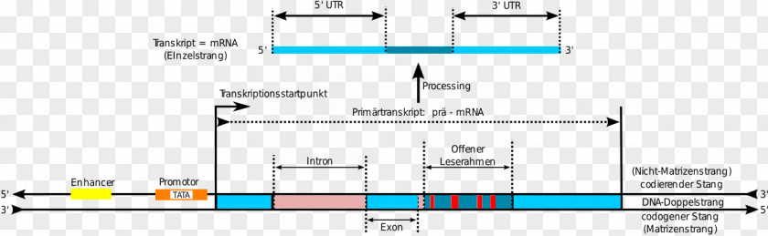 Dna Core Briefings In Bioinformatics Vector NTI Document PNG