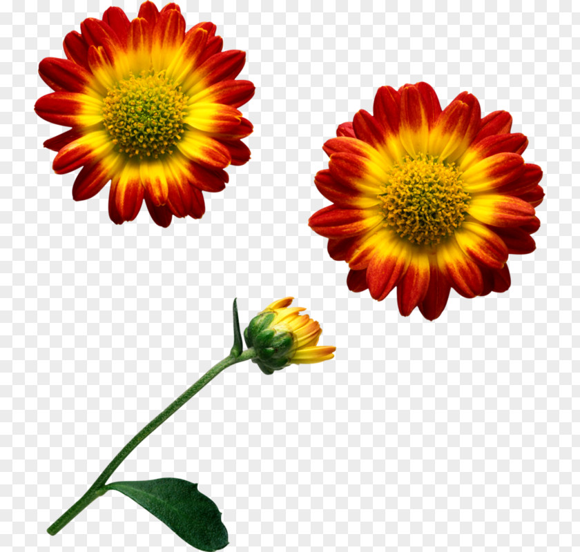 Flower Common Daisy Cut Flowers Transvaal Chrysanthemum PNG