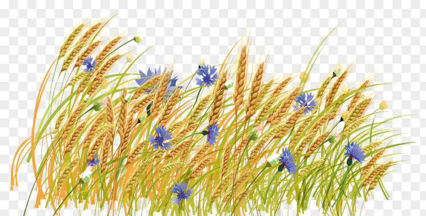 Golden Wheat Field Haystack Clip Art PNG