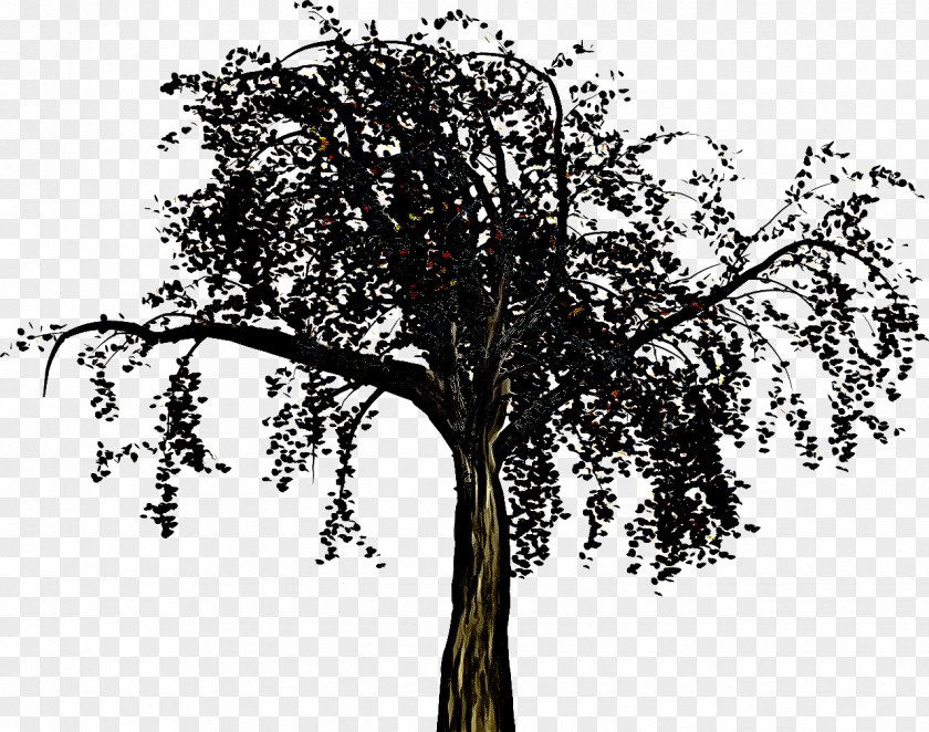 Plant Stem Oak Tree Woody Branch Trunk PNG