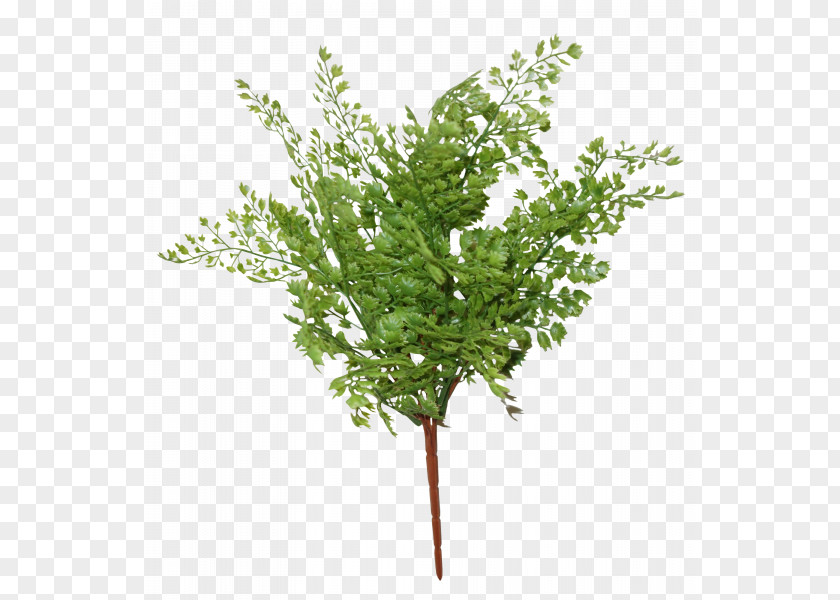 Stock Photography Image Fern Royalty-free Clip Art PNG