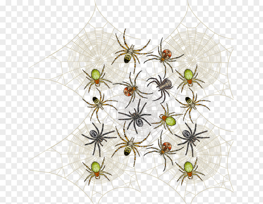 Vector Spider Software Design Pattern PNG