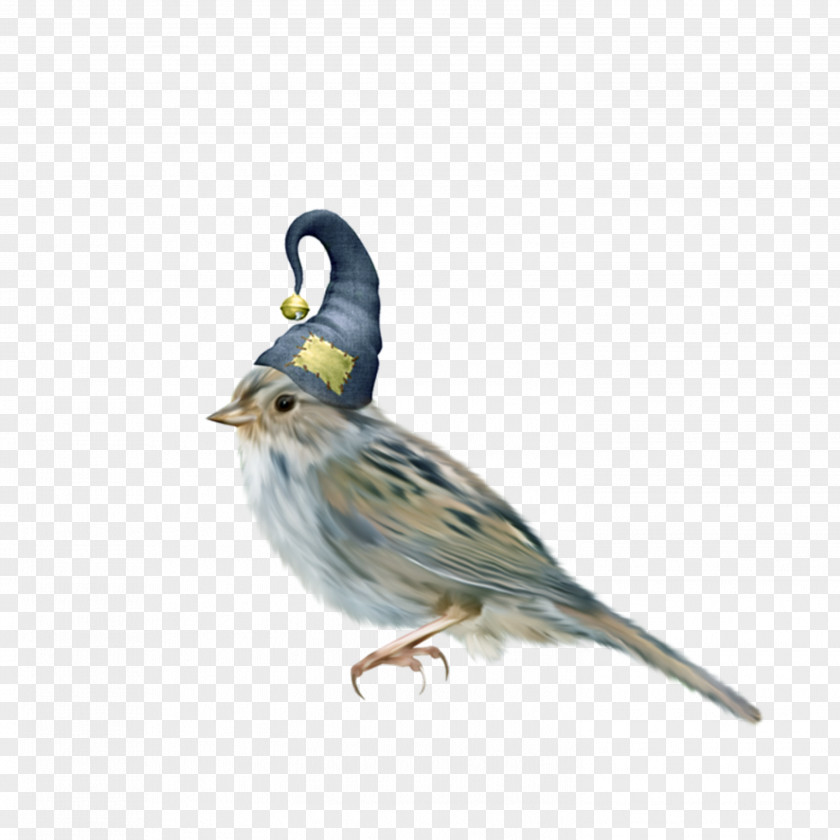 Bird With A Hat House Sparrow Clip Art PNG