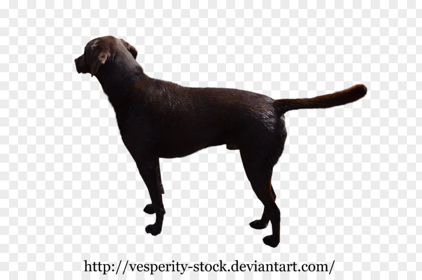 Golden Retriever Labrador Dog Breed Puppy Patterdale Terrier PNG