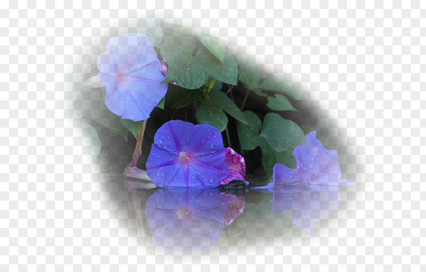 Ipomoea Violacea Morning Glory Family Violet PNG