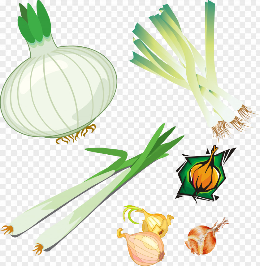 Onions Onion Allium Fistulosum Vegetable Lunar Calendar PNG