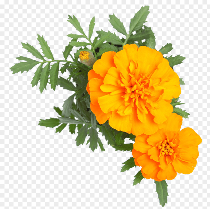 Orange Romantic Flowers Stock Photography Cut IStock English Marigold PNG