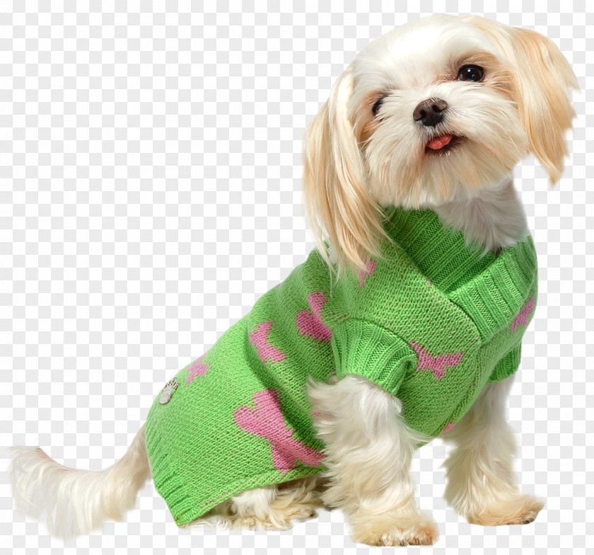 Prince Hodong And The Princess Of Nakrang Dog Breed Havanese Puppy Companion Clothes PNG