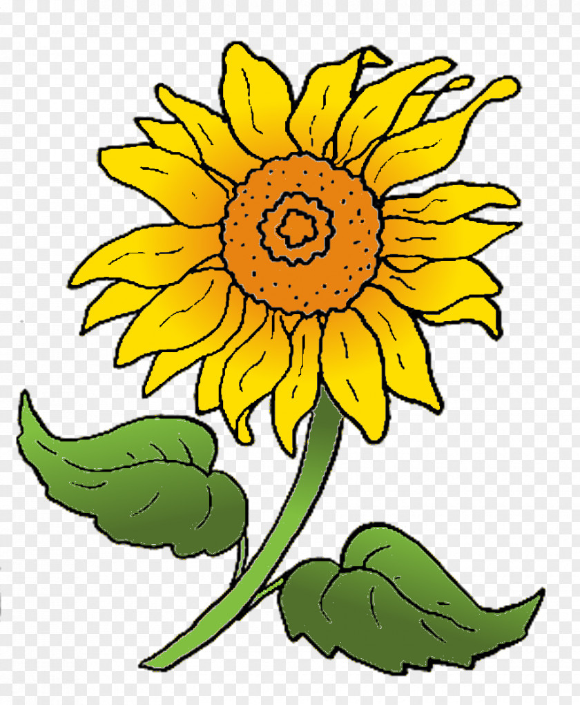 Sonnenblume Clipart Common Sunflower Seed Cut Flowers Clip Art PNG