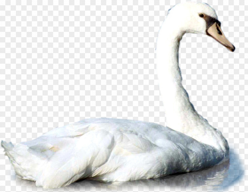 Swans Duck Mute Swan Bird Animal Cisne PNG
