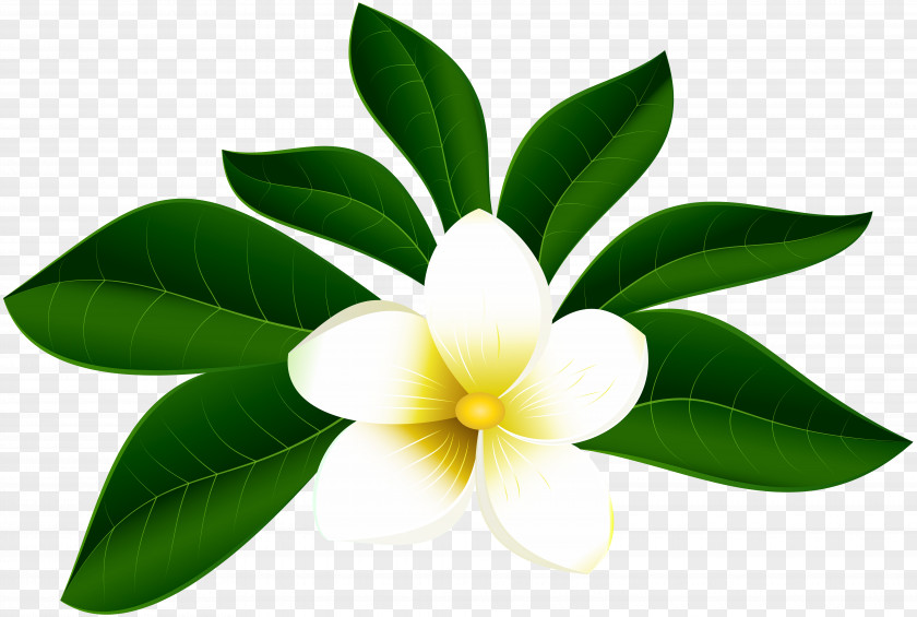 Tropical Leaf Flower Petal Clip Art PNG