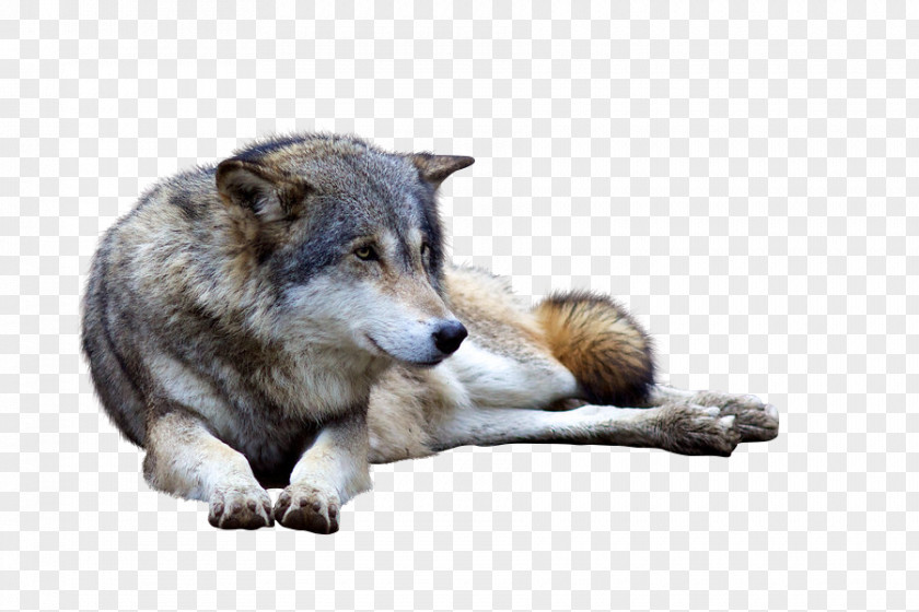 Wolf Saarloos Wolfdog Coyote Deer Animal Canidae PNG