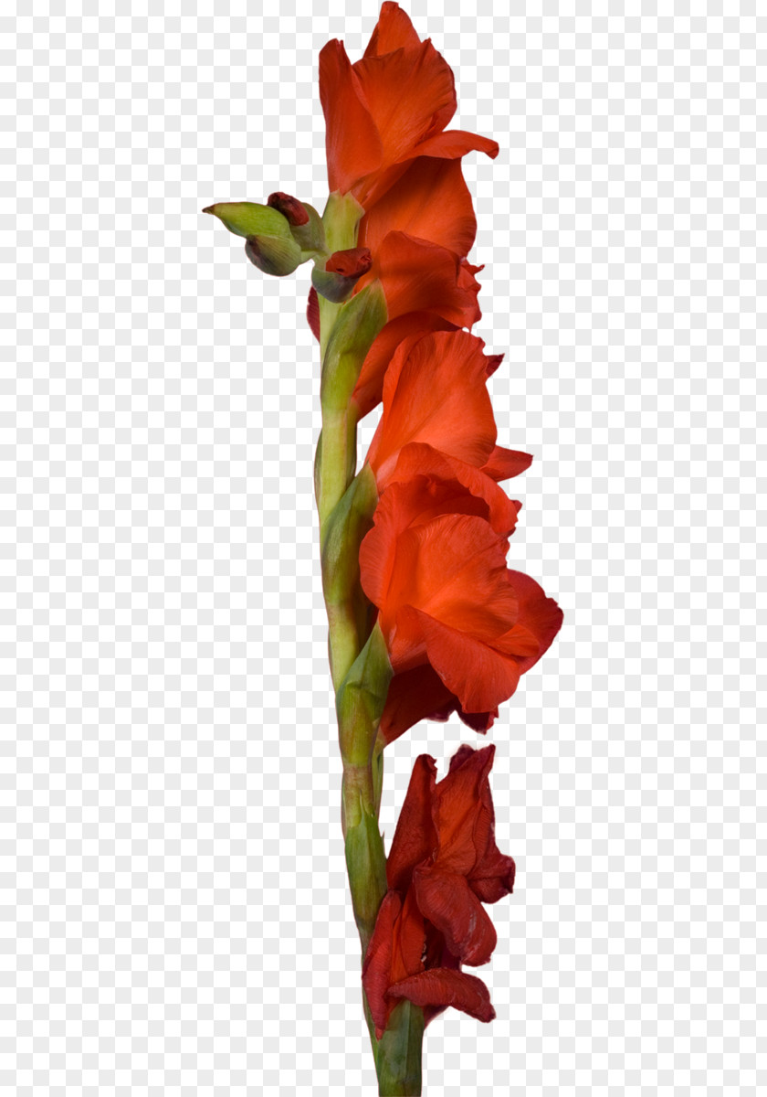 Gladiolus Cut Flowers Hyacinth Plant Stem PNG