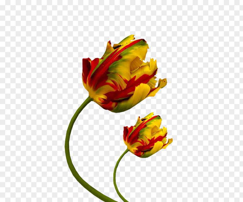 Tulip Cut Flowers Petal Color Photography PNG
