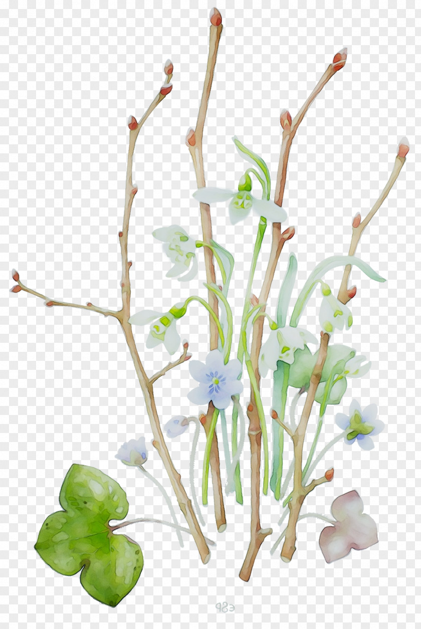 Twig Plant Stem Floral Design Aquarium PNG