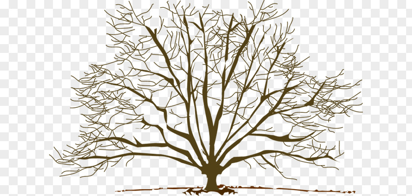 Winter Branch Cliparts Tree Pine Clip Art PNG