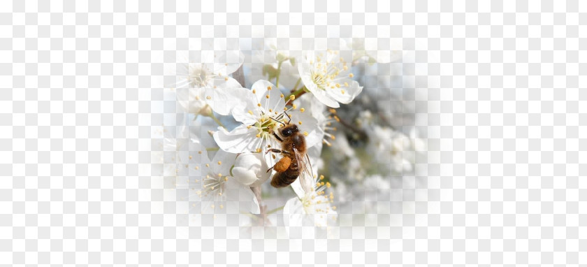 Bee Honey Desktop Wallpaper Cut Flowers PNG