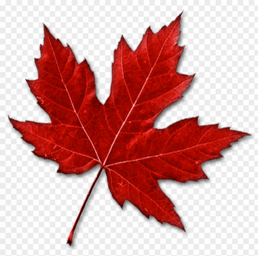 Canada Maple Leaf Clip Art PNG