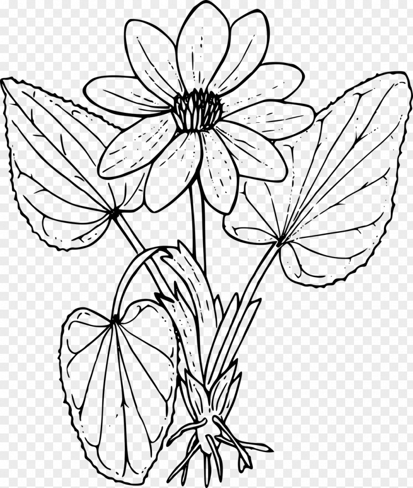 Flower Coloring Book Wildflower Drawing PNG