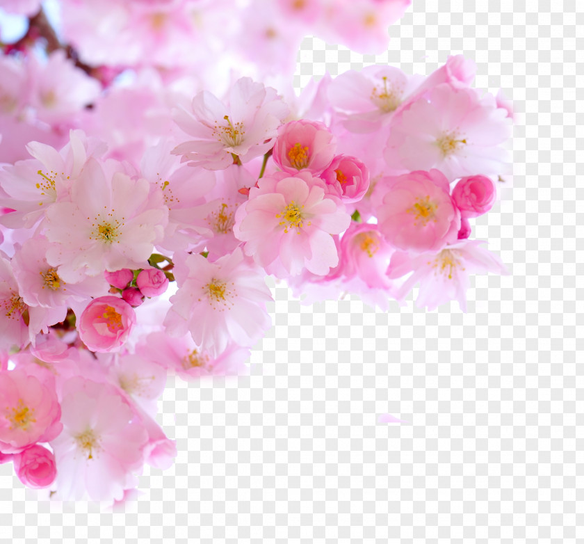 Pink Cherry Blossom Branches PNG cherry blossom branches clipart PNG