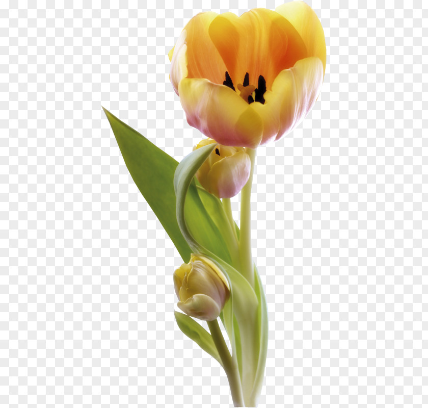 Tulip Cut Flowers Petal PNG