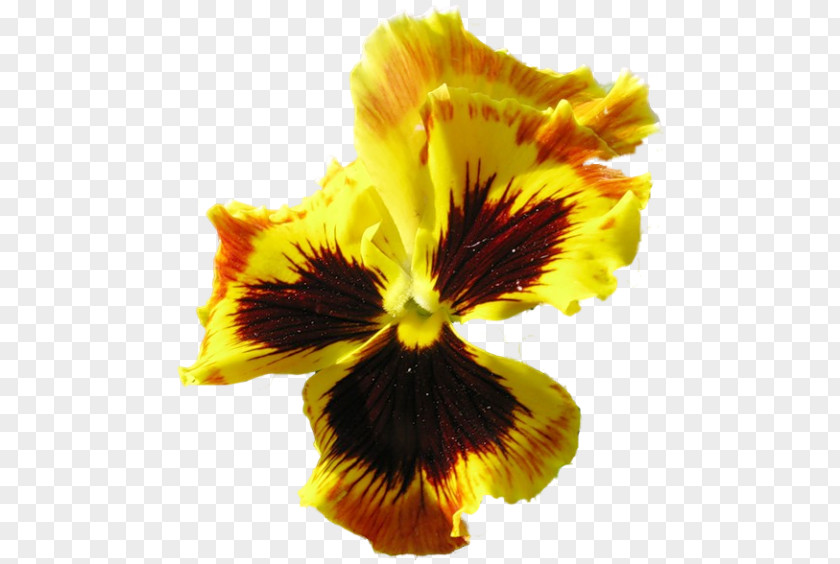 Violet Pansy July 0 PNG